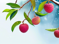 荔枝，冬季里的清新之选
