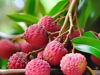 荔枝小百科，如何正确保存和冷冻荔枝