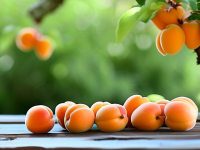 杏的挑选与处理技巧