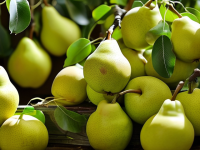 梨的奥秘，从外观到果香，识果达人教你如何识别梨