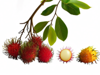 水果小百科识果，红毛丹的识别与食用指南