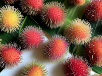 揭秘红毛丹挑选秘诀，闻香识果，触感辨真