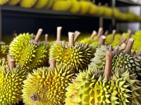 揭秘榴莲的奥秘，如何挑选重量感与汁水丰富的美味