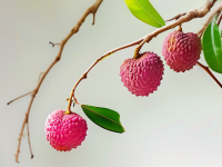 荔枝，甜蜜的水果小百科