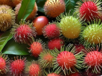 红毛丹挑选与品鉴指南，闻香识果，触感体验，汁水风味全攻略