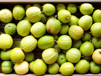 水果小百科，掌握番石榴的完美食用之道