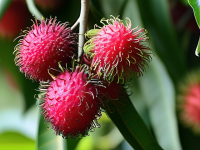 揭秘红毛丹挑选技巧，颜色不均与发青现象的识别指南