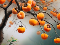 柿子的奥秘，产地与季节探秘