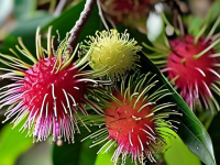 红毛丹的奥秘，探秘其产地与春季盛放之谜