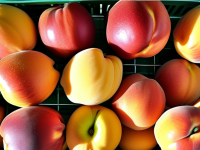 水果小百科挑选油桃成熟度判断软糯度