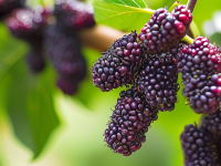 如何判断桑葚的脆度