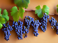 葡萄的奥秘，产地与季节探秘