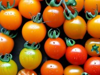 水果小百科合集，李子与圣女果（小番茄）组合清单，适合老人