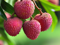 荔枝，水果中的纤维之王，如何提升你的饱腹感