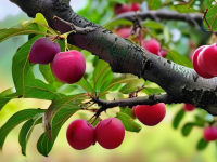 杨梅—初秋的甜蜜使者