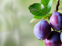 学生党如何精明购买李子，省钱小窍门大公开