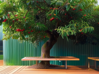 杨梅，久坐人群的天然加餐选择