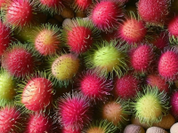 揭秘红毛丹，挑选、闻味与触感的完美指南