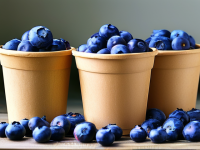 蓝莓，通勤族的健康小秘密