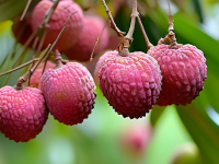 荔枝成熟度判断与果粉的秘密