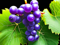 葡萄小百科，识果技巧大公开