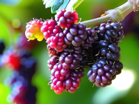 桑葚的奥秘，保存与催熟技巧，防压坏的正确方法